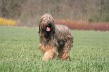 BRIARD 116